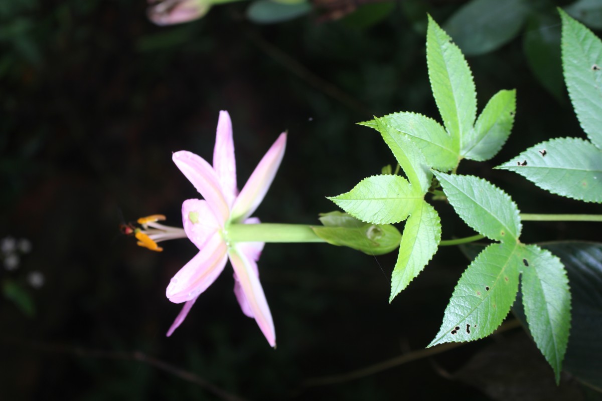 Passiflora mollissima (Kunth) L.H.Bailey